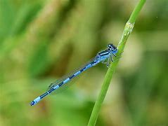 Image result for Dragonfly Fly