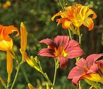 Image result for Ditch Lilies