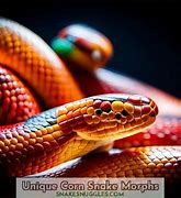 Image result for corn snake morphs