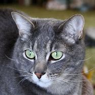 Image result for Gray Tabby Olive Eyes