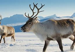 Image result for reindeer and caribou habitat