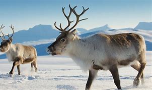 Image result for Caribou Reindeer Size Chart