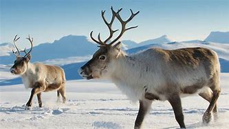 Image result for Flehmen Response Caribou Reindeer