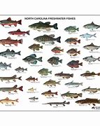 Image result for Freshwater Lake Fish