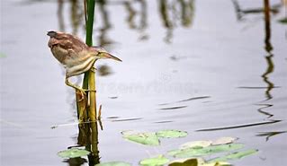 Image result for The Jian Bird