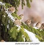 Image result for Flock of Sparrows