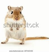 Image result for Copper Gerbil