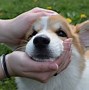 Image result for Corgi Desktop