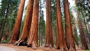 Image result for Los Angeles to Sequoia National Park