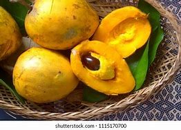 Image result for Buah Mentega