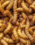 Image result for Cooked Worms