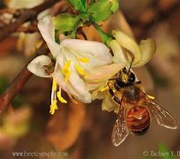 Image result for European Honeysuckle