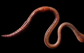 Image result for Small Worm Images