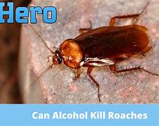 Image result for Kills Roaches Fast