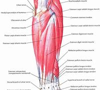 Image result for Bicep and Forearm