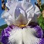 Image result for Bearded Iris by Name