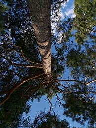 Image result for Upside Down Tree