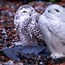 Image result for Happy Friday with Snow Owl