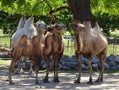 Image result for 4 Camels and a Dog