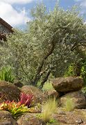 Image result for Olive Tree Modern Garden