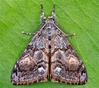 Image result for Douglas Fir Tussock Moth