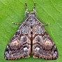 Image result for Douglas Fir Tussock Moth