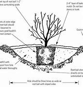 Image result for Planting Shrubs