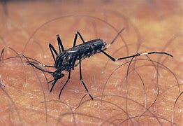 Image result for Aedes