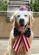 Image result for Memorial Day Dog