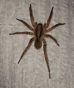 Image result for Mojave Desert Spiders