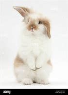 Image result for Cute Fluffy Rabbits