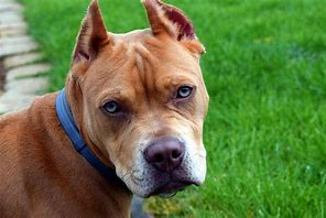 Image result for About Pit Bulls