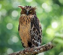 Image result for Seek Owl