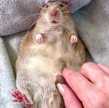 Image result for Fat Rat in Kitchen