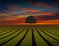 Image result for Arable 4K