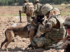 Image result for Military War Dogs