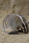 Image result for Desert Badger