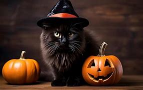 Image result for Hallowen Cat Pumpkin