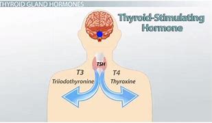 Image result for TSH and Thyroxine