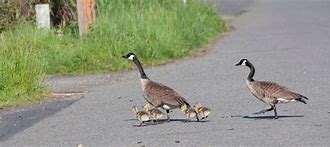 Image result for Geese Nest