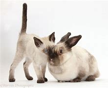 Image result for Siamese Rabbit