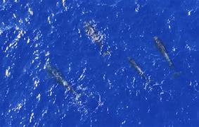 Image result for Whale China