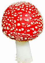 Image result for 1-Up Mushroom PNG