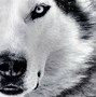 Image result for Husky Dog PFP