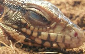 Image result for Tegu Cheeks