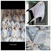 Image result for Pidlayan Fish