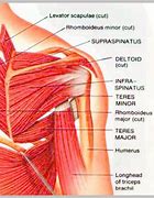 Image result for Shoulder Muscle Groups