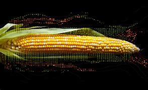 Image result for Corn Harvest Pictures