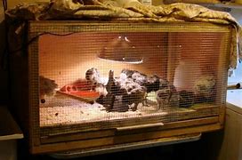 Image result for Avian Brooder