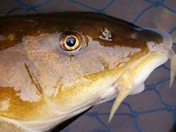 Image result for White Blue Fin Fish